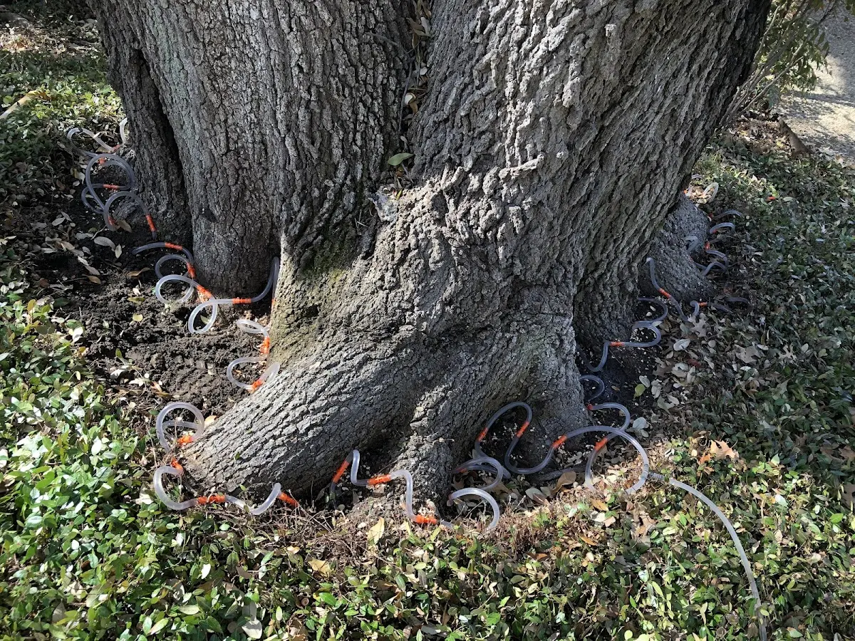 Detailed Tree Cabling and Bracing job site in Grandview