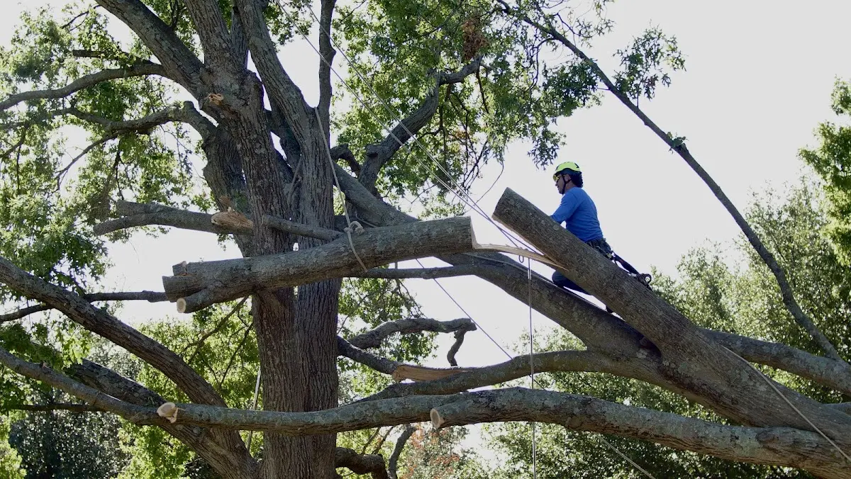 Professional Hazardous Tree Removal performed by certified arborists in Grandview